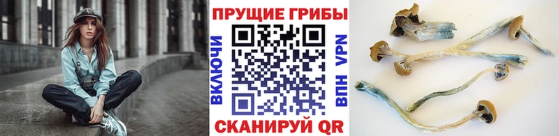 закладка Шадринск МЕГА сайт Псилоцибиновые грибы мицелий